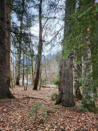 Участок 29 сот. (СНТ, ДНП)