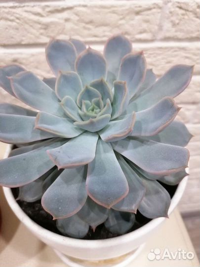 Суккуленты