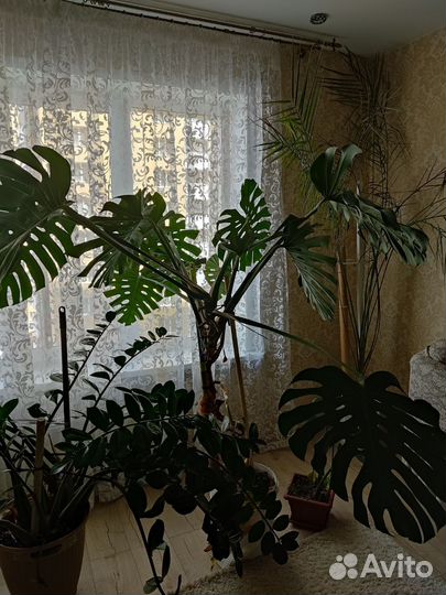 Монстера и пальма крупномеры
