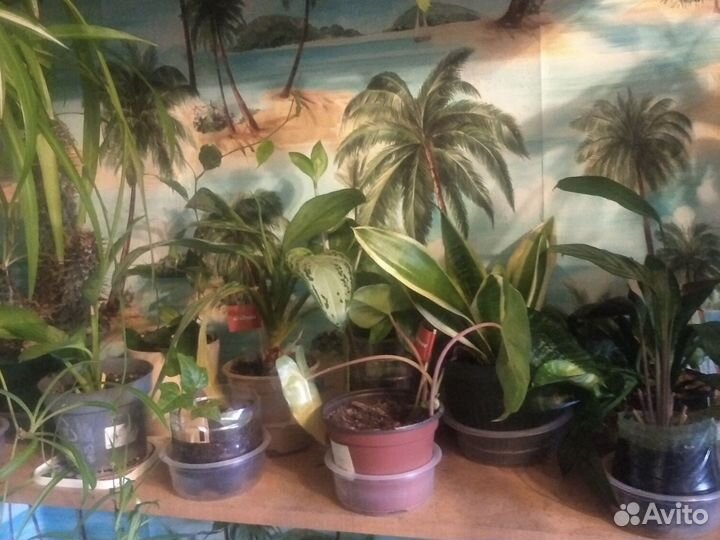 Цветы разные