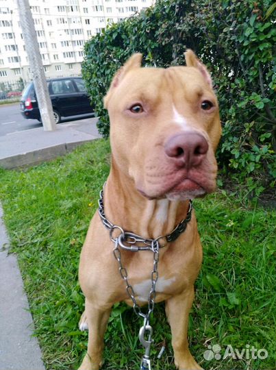 Кобель очень ищет себе невесту