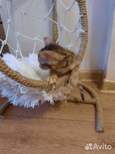 Домик-кокон для наших любимцев