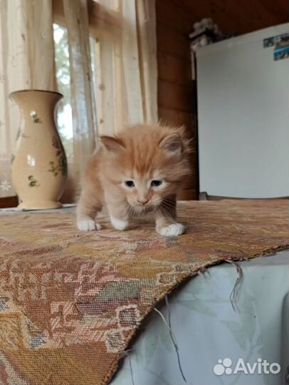 Счастье в добрые руки