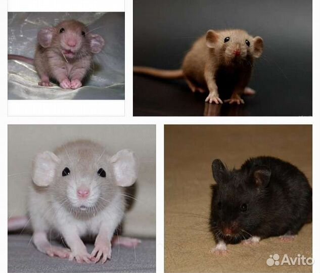 Крысята дамбо/ сиам/бурмиз клетка
