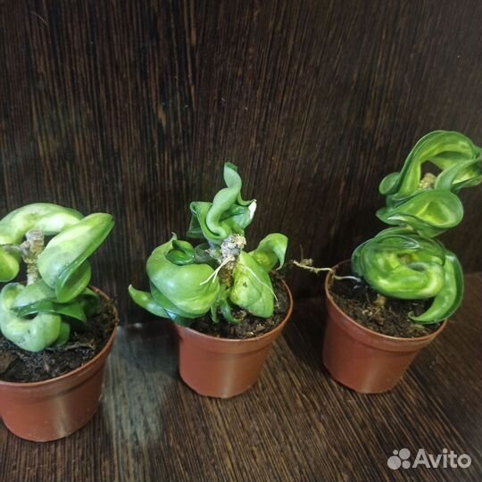 Хойя компакта вариегатная