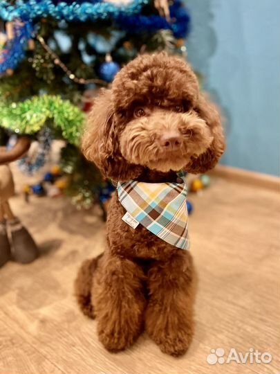 Банданы платки для собак разные / одежда для собак