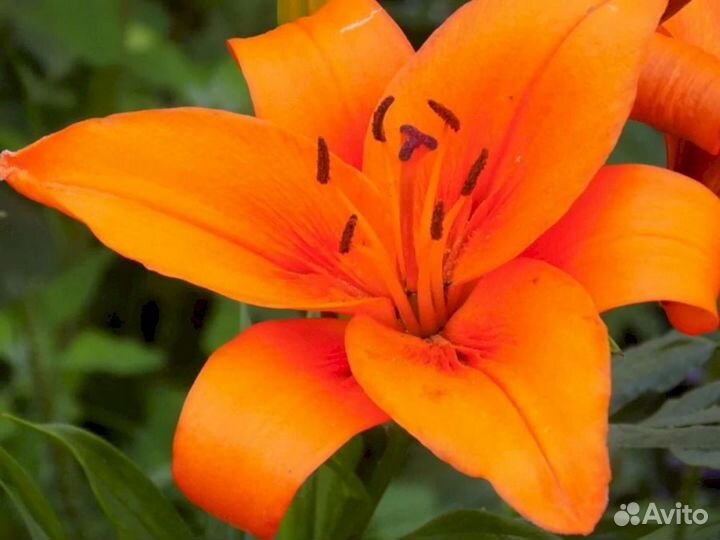 Лилия саженцы Коралло Бич