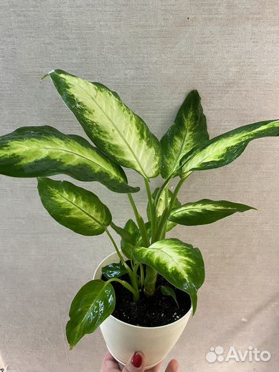 Аглаонема Супер Вайт, Фридман, Кротон, Антуриум