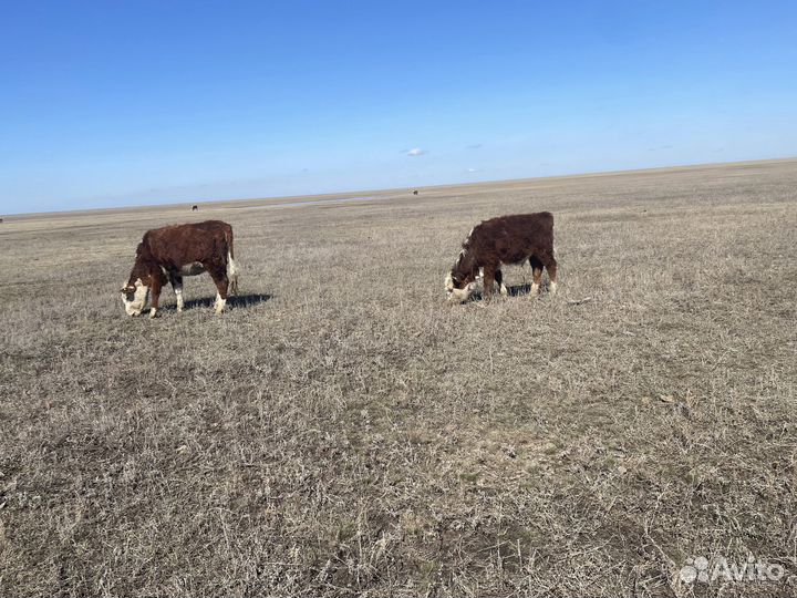 Бычки телки герефорд обмен