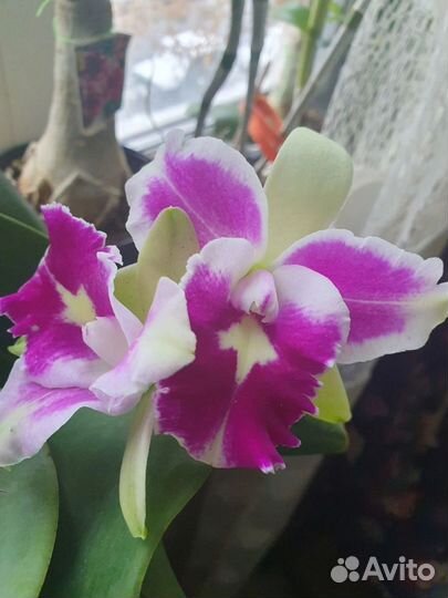 Cattleya Hibrid