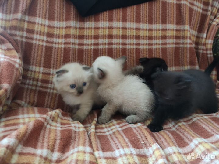 Вислоухие котята в добрые руки