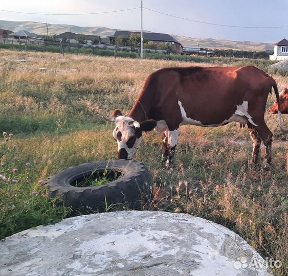 Корова дойная
