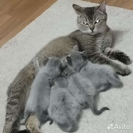 Шотландские котята