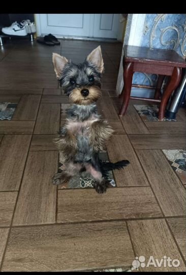 Йоркширский терьер стандарт