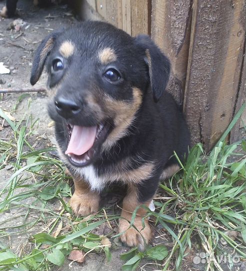 В добрые ручки