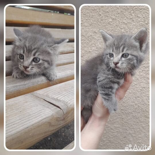Котята ищут дом Ессентуки, привезу по Кмв