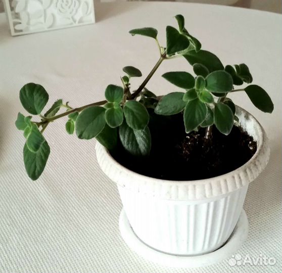 Стрептокарпелла