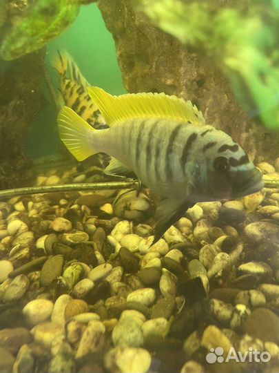 Аквариумные рыбки