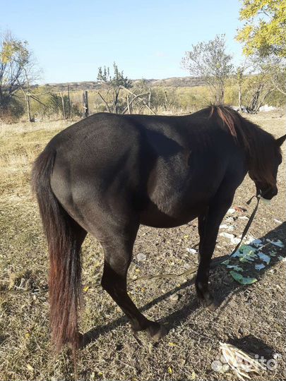 Кобыла 3 года
