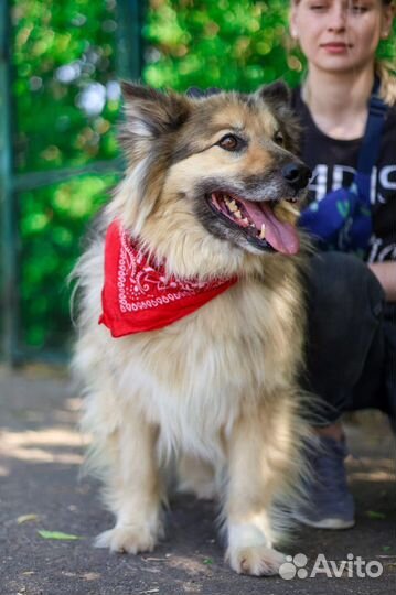 Собака Бароша пушистый пес ищет семью