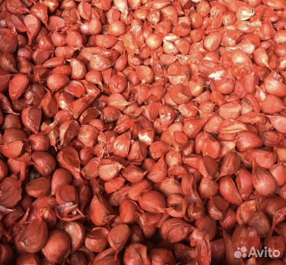 Чеснок в зубках подготовленный на посадку Любаша