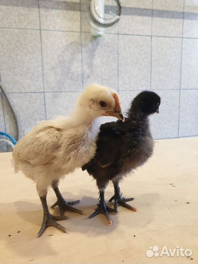 Цыплята помесные