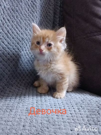 Рыжые кошечки