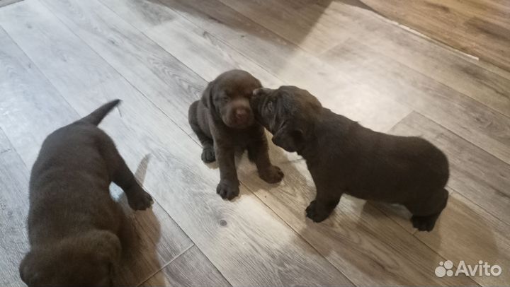 Лабродоры щенки