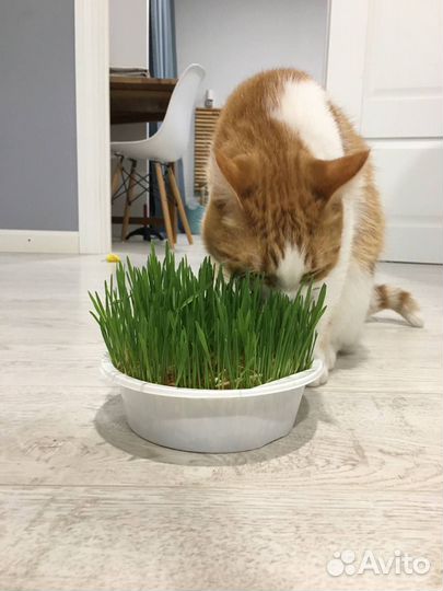 Уход за питомцами и выгул собак, Вертолётное Поле