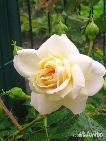 Розы плетистые бежевые