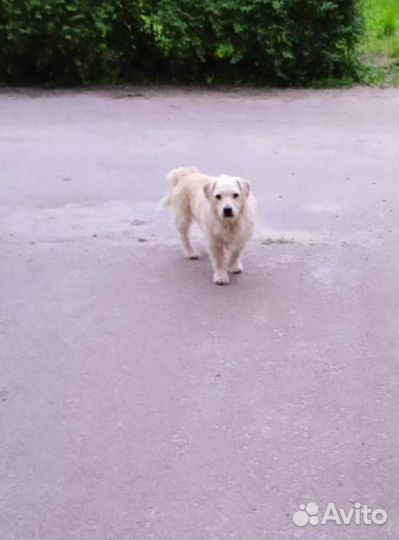 Собака в добрые руки