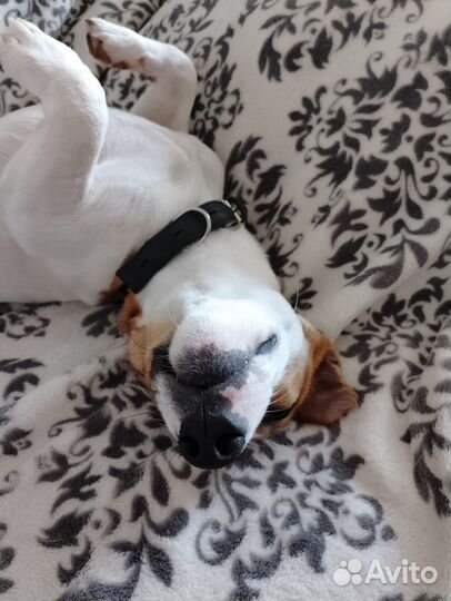 Вязка Джек Рассел