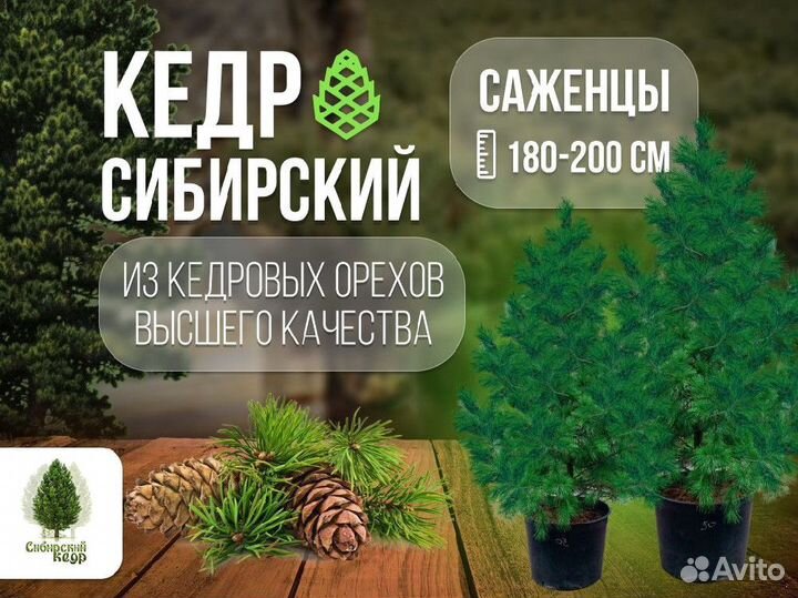 Саженцы кедра от производителя экстра класс