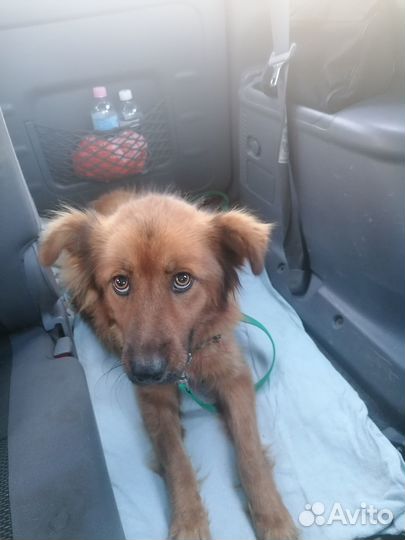 Собака в добрые руки