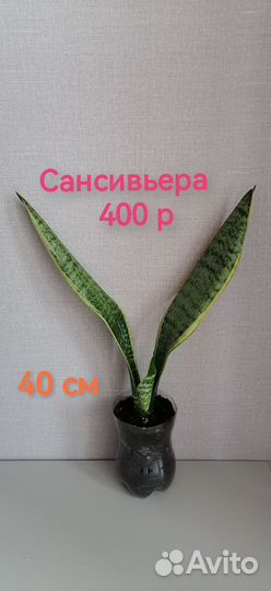 Сансевиерия