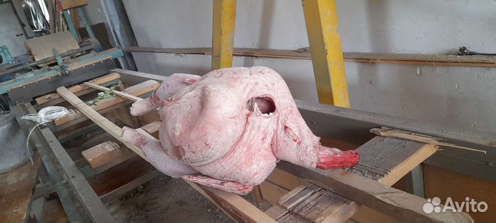 Продам мясо индейки домашней