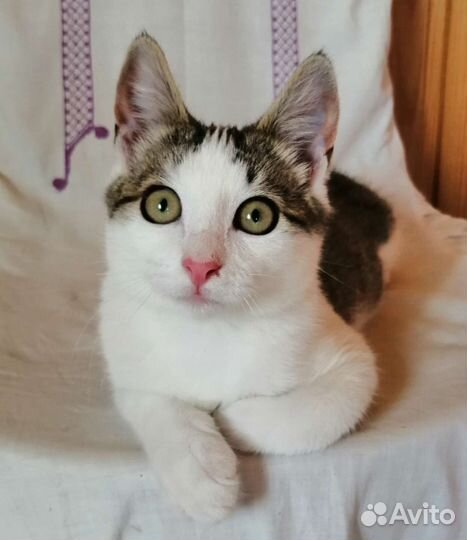 Котенок в добрые руки