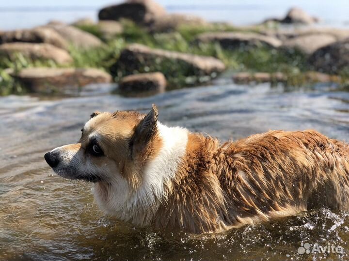 Вязка / Корги / Случка / Кабель