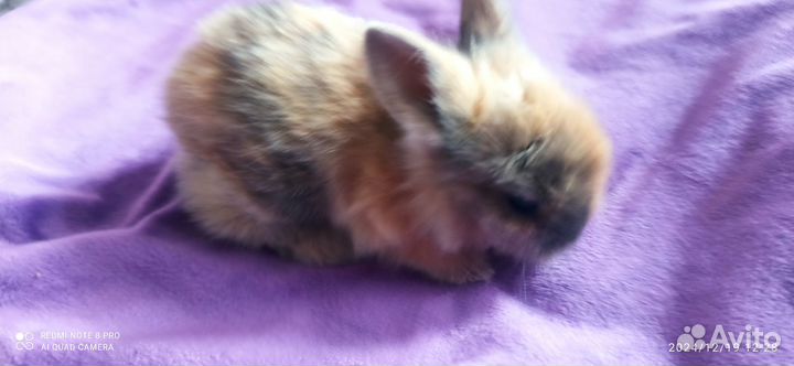 Декоративные кролики