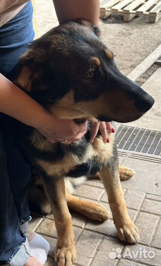 Стерилизованные вакцинированные собаки