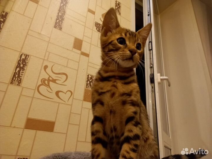 Бенгальские котята