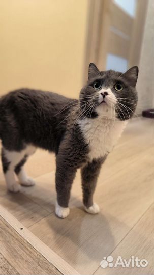 Котик Марсик