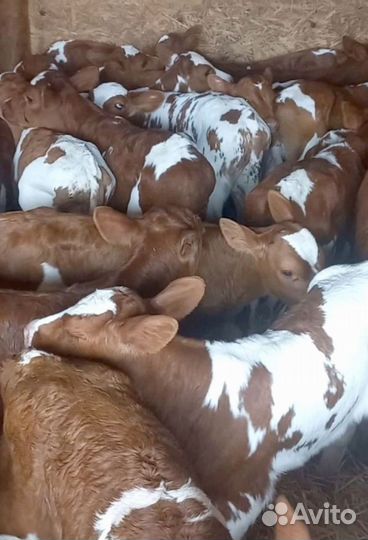 Телята бычки