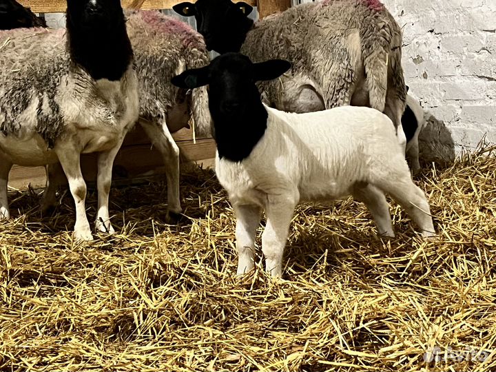 Бараны и овцы породы Дорпер