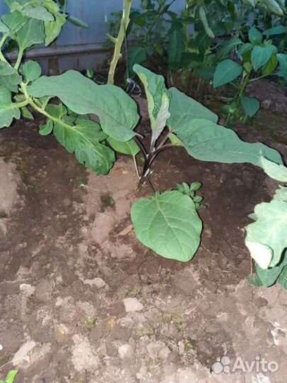 Рассада (базилик, баклажаны, цветы, перцы)