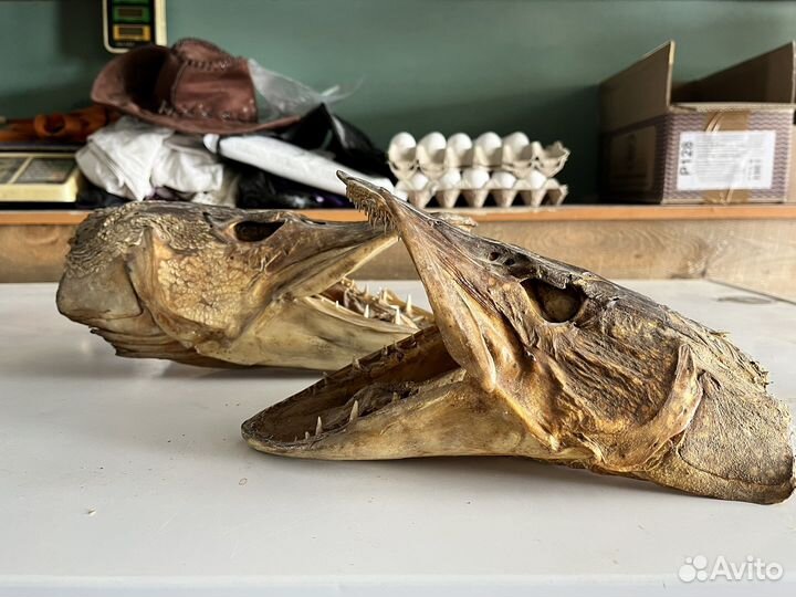 Голова щуки