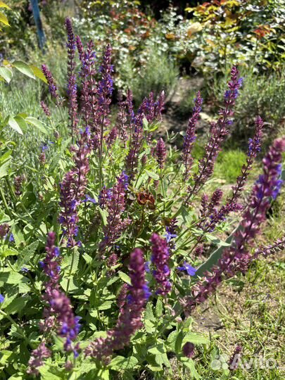 Шалфей дубравный