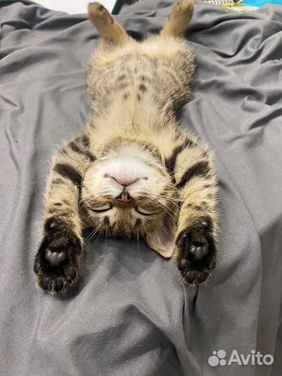 Кошка бесплатно