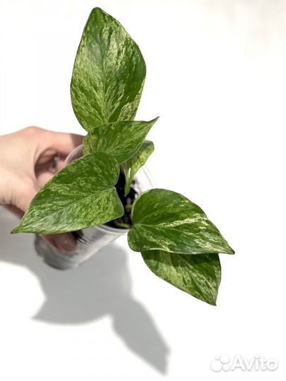 Сциндапсус марбл квин