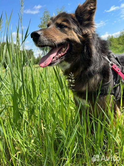 Собака из приюта ищет мам и пап